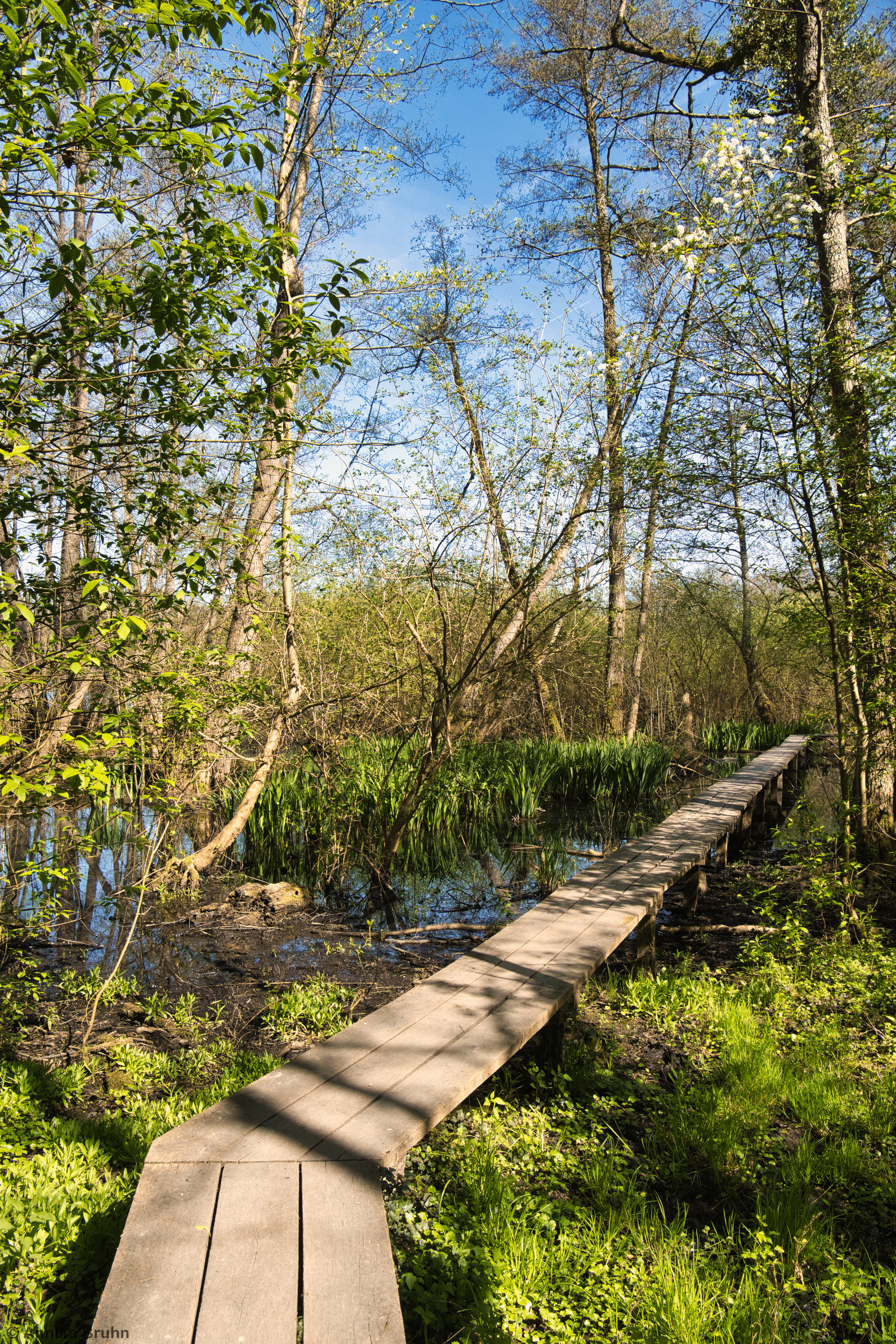 Ab über die Planken durchs Moor